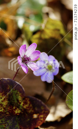 待受け画面 雪割草 ピンク 画面比率16:9 待受け画面 雪割草 ピンク 画面比率16:9 71374239