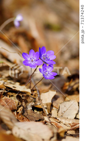 待受け画面 雪割草 紫 画面比率16:9 待受け画面 雪割草 紫 画面比率16:9 71374240