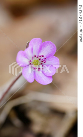 待受け画面　雪割草　ピンク　画面比率16:9 71374243