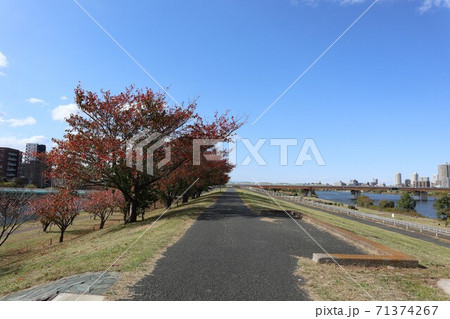 秋の桜並木　荒川河川敷 71374267