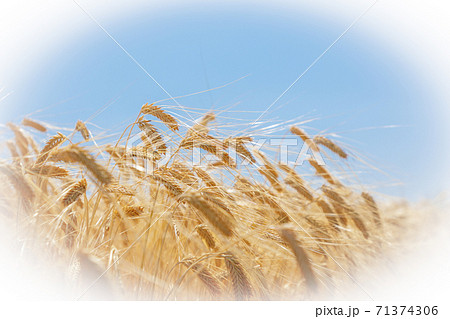麦畑　麦秋　二条大麦　ビール麦（5月）楕円ぼかし 71374306