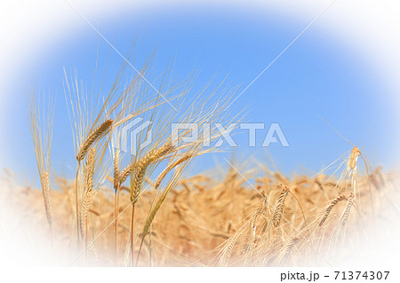 麦畑 麦秋 二条大麦 ビール麦(5月)楕円ぼかし 麦畑 麦秋 二条大麦 ビール麦(5月)楕円ぼかし 71374307