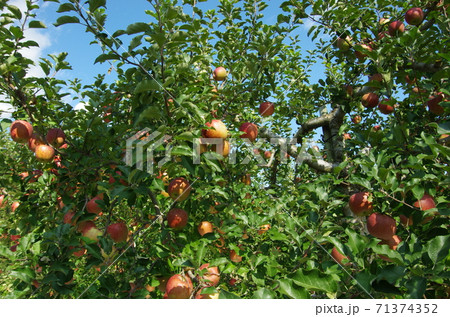 たわわに実った岩木山山麓のりんご たわわに実った岩木山山麓のりんご 71374352