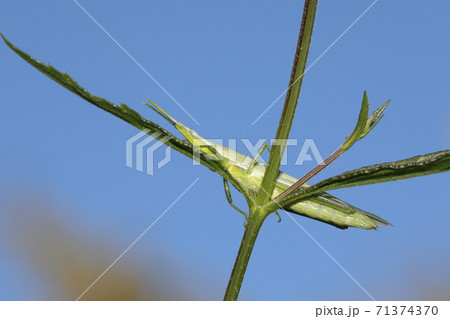 オンブバッタ 71374370