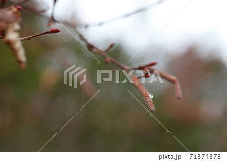 ハンノキの雄花序と雨雫 71374373