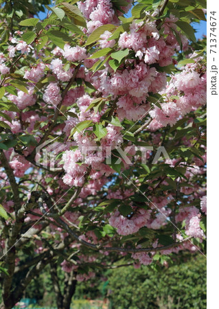 浜名湖ガーデンーパークの満開の一葉桜【4月】 71374674