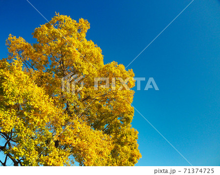 都心の黄葉・エノキ 71374725