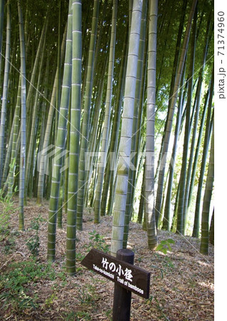 殿が谷戸庭園 殿が谷戸庭園 71374960