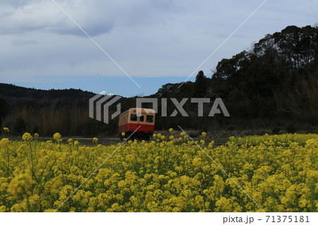 房総半島の小湊鉄道と菜の花畑 房総半島の小湊鉄道と菜の花畑 71375181