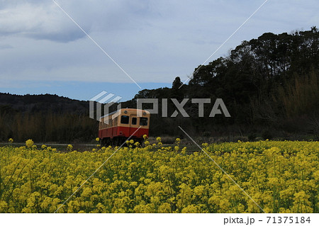 房総半島の小湊鉄道と菜の花畑 房総半島の小湊鉄道と菜の花畑 71375184