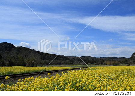 房総半島の小湊鉄道と菜の花畑 71375204
