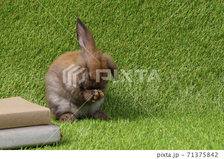 Adorable little brown rabbit with book sitting on artificial green grass 71375842