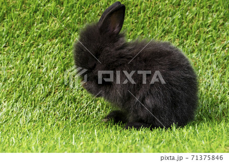 Adorable little black rabbit sitting on artificial green grass. Adorable little black rabbit sitting on artificial green grass. 71375846