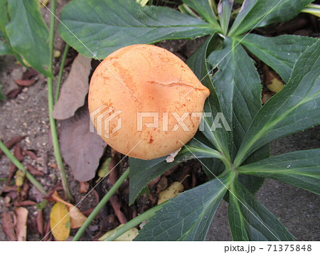 コガネタケ 71375848