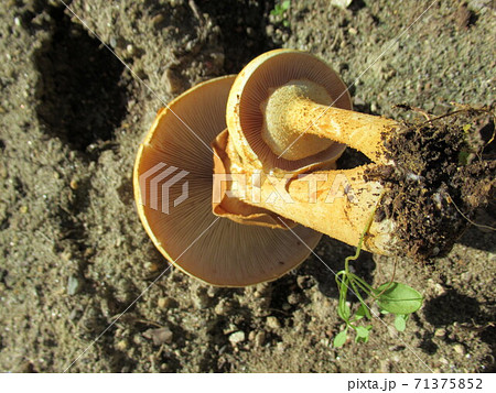 コガネタケ 71375852