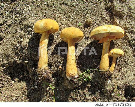 コガネタケ 71375855