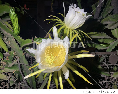 Night flowering Hilocereus (Latin Hylocereus) Night flowering Hilocereus (Latin Hylocereus) 71376172