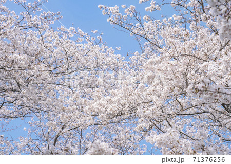 桜 染井吉野 71376256