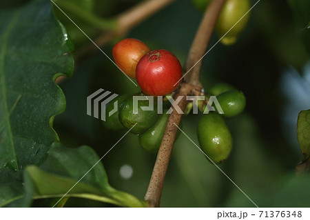 自然　植物　コーヒーの木、果実の種子はコーヒーになりますが熟した果肉は甘くて美味しいそうです 71376348