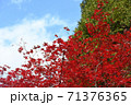 青空　紅葉　もみじ 71376365