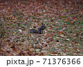 晩秋のエゾリス 71376366
