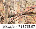 紅葉の中のカケス 71376367