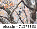 晩秋のアカゲラ 71376368