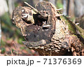 エゾヤチネズミ 71376369