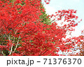 真っ赤　紅葉 71376370