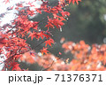 紅葉　もみじ 71376371