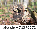 エゾヤチネズミ 71376372