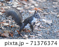 晩秋のエゾリス 71376374