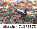 晩秋のエゾリス 71376375