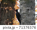 紅葉とクマゲラ 71376376
