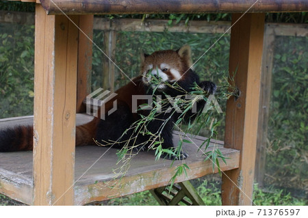 食事中のレッサーパンダ 食事中のレッサーパンダ 71376597