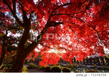 真っ赤に紅葉する一行寺楓の秋 -長野県、茅野市、長円寺 真っ赤に紅葉する一行寺楓の秋 -長野県、茅野市、長円寺 71376759