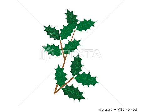 柊の枝のイラスト素材