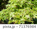 秋に撮影した綺麗なカエデ 71376984