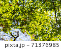 秋に撮影した綺麗なカエデ 71376985