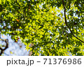 秋に撮影した綺麗なカエデ 71376986