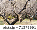 秋に撮影した梅の木 71376991