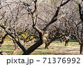秋に撮影した梅の木 71376992