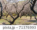 秋に撮影した梅の木 71376993