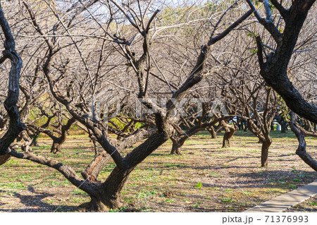 秋に撮影した梅の木 71376993