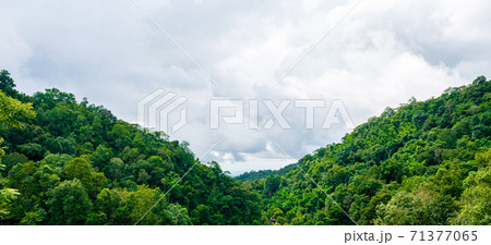Green forest bush tree on mountain with cloudy blue sky 71377065