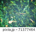 銀山平の天然岩魚2 71377464
