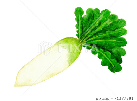 大根の水彩画のイラスト素材 [71377591] - PIXTA