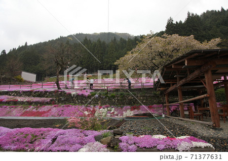 國田家の芝桜 國田家の芝桜 71377631
