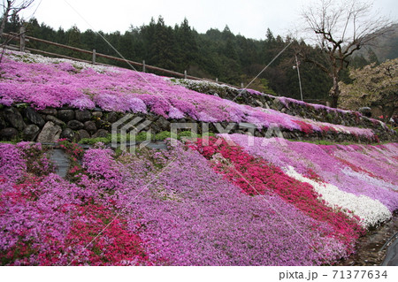 國田家の芝桜 國田家の芝桜 71377634
