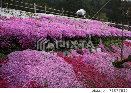 國田家の芝桜 國田家の芝桜 71377636
